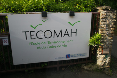 tecomah1.jpg